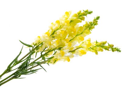 snapdragon yellow isolated on white background