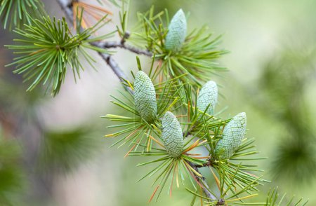 Himalayan cedar closeup with cones