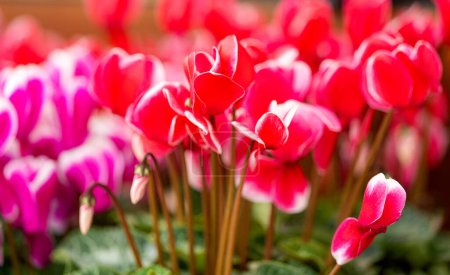 Photo for Red cyclamen flowering in a flowerbed - Royalty Free Image