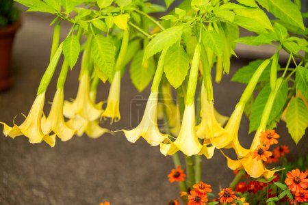 Brugmansien blühen in einem Blumenbeet
