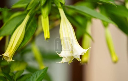 Brugmansien blühen in einem Blumenbeet