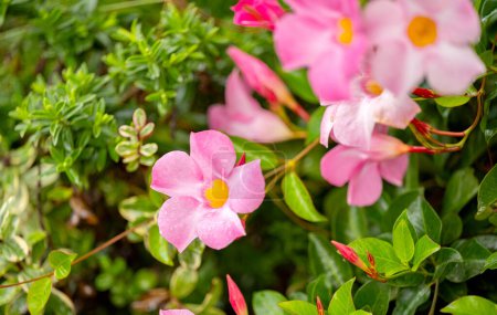 mandevilla flowers blooming in a flower bed