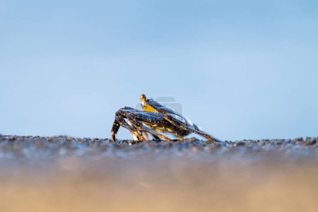 Atlantic crab close-up on land