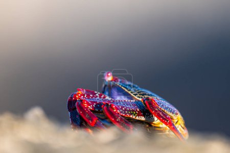 Gros plan du crabe atlantique sur la terre ferme