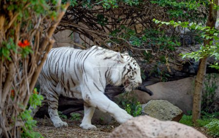 white tiger in a park in Tenerife