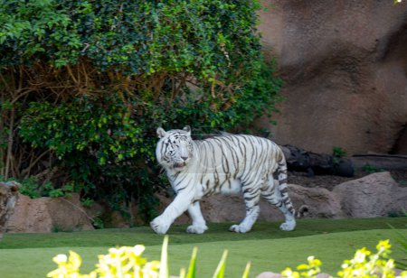 tigre blanco en un parque en Tenerife