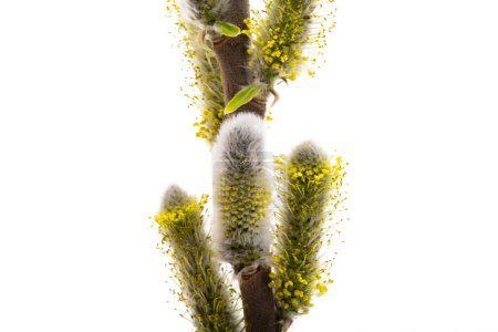 willow isolated on white background