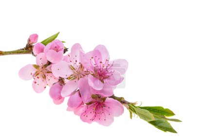 Téléchargez les photos : Fleurs de sakura isolées sur fond blanc - en image libre de droit