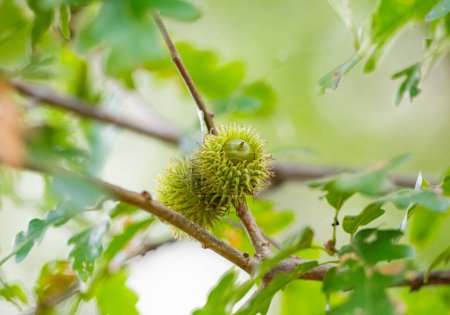 Austrian oak acorns on the tree