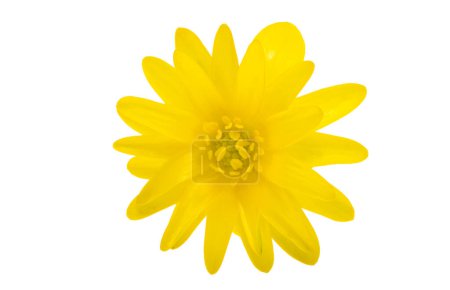 yellow spring buttercup isolated on white background