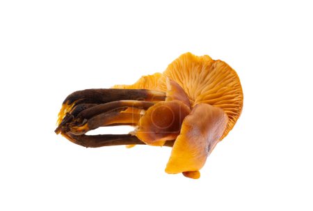 honey mushrooms isolated on white background
