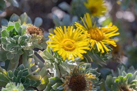 Foto de Flor de pallenis amarillo de cerca - Imagen libre de derechos