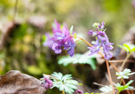 corydalis flower closeup in spring