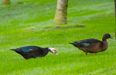 Muscovy duck grazing in green grass