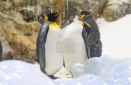 king penguins in the park