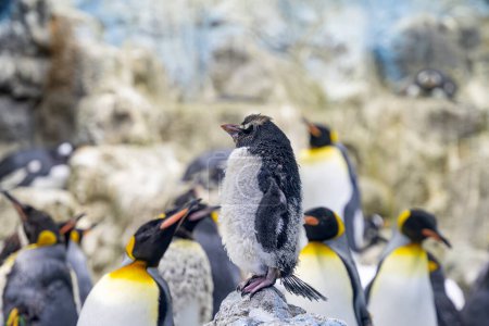 pingüinos rey en el parque