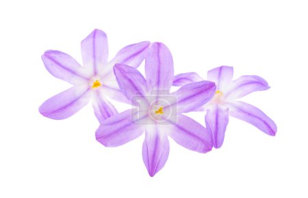 Chionodox Blüten isoliert auf weißem Hintergrund