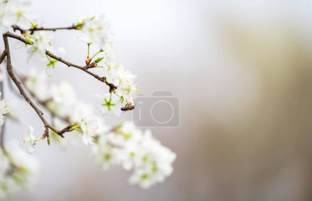 los cerezos florecen en el árbol en primavera