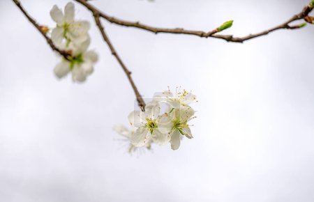Kirschblüten auf einem Baum im Frühling