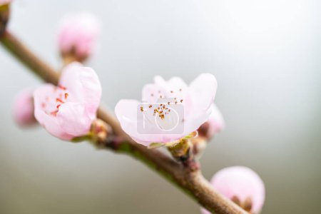Kirschblüten auf einem Baum im Frühling