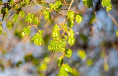 Jeunes feuilles de tilleul au printemps
