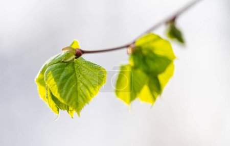 junge Lindenblätter im Frühling