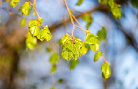 young linden leaves in spring