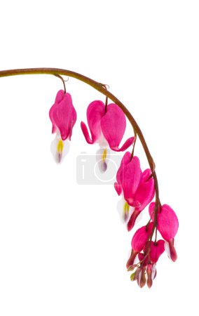 Photo for Flowers dicentra magnificent isolated on white background - Royalty Free Image