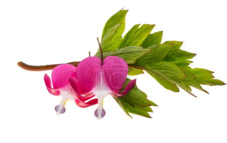 flowers dicentra magnificent isolated on white background