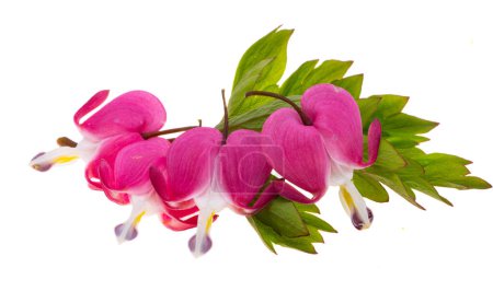Photo for Flowers dicentra magnificent isolated on white background - Royalty Free Image