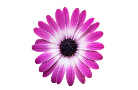 Téléchargez les photos : Belle fleur Osteospermum isolé sur fond blanc - en image libre de droit