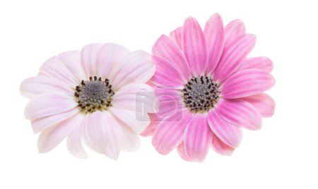 Téléchargez les photos : Belle fleur Osteospermum isolé sur fond blanc - en image libre de droit