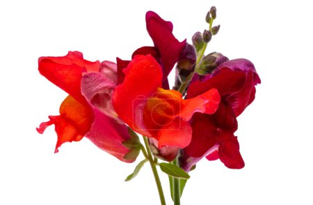 Téléchargez les photos : Antirrhinum fleurs isolées sur fond blanc - en image libre de droit