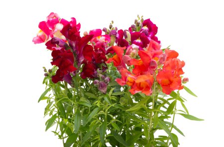 Téléchargez les photos : Antirrhinum fleurs isolées sur fond blanc - en image libre de droit