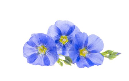 Téléchargez les photos : Fleurs de lin bleu isolé sur fond blanc - en image libre de droit
