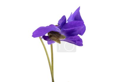 forest violet flowers isolated on white background