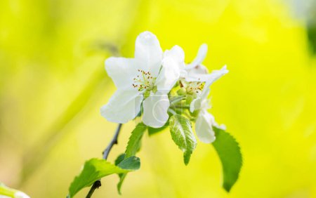 Téléchargez les photos : Pommier fleurs sur un arbre au printemps - en image libre de droit