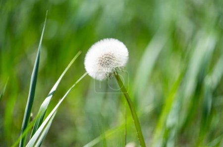 Téléchargez les photos : Fleurs de pissenlit sur une prairie au printemps - en image libre de droit