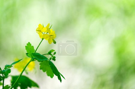 Téléchargez les photos : Fleurs de célandine dans une prairie au printemps - en image libre de droit