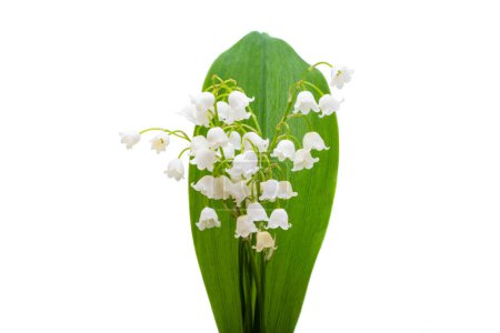 Téléchargez les photos : Lis des fleurs de la vallée isolé sur fond blanc - en image libre de droit