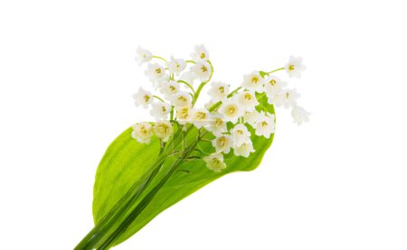 Téléchargez les photos : Lis des fleurs de la vallée isolé sur fond blanc - en image libre de droit