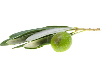 Téléchargez les photos : Branche aux olives vertes isolées sur fond blanc - en image libre de droit