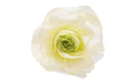 Téléchargez les photos : Ranunculus fleurs isolées sur fond blanc - en image libre de droit