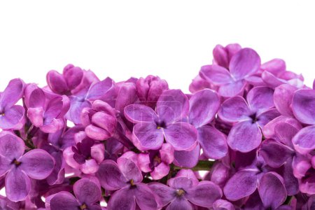 Téléchargez les photos : Fleurs lilas isolées sur fond blanc - en image libre de droit