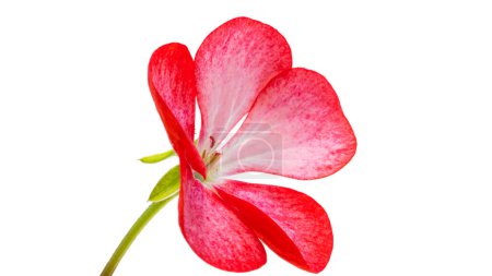 fleur de pélargonium isolée sur fond blanc

