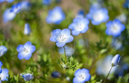 Blaue Nemophila-Blüten wachsen in einem Blumenbeet