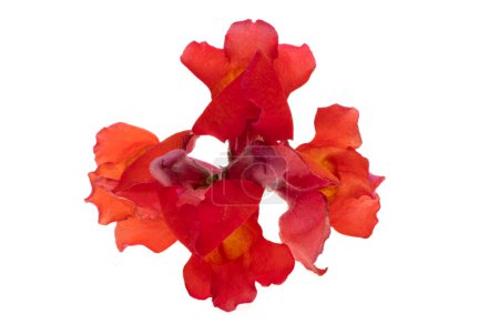 Snapdragon flower isolated on white background