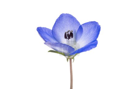 blue nemophila flower isolated on white background