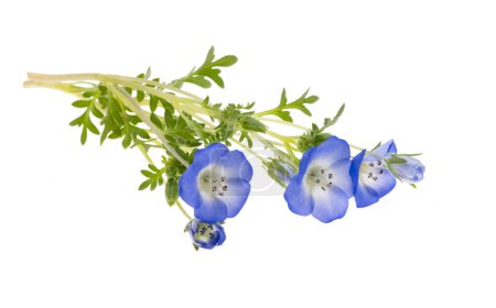 Foto de Flor de nemophila azul aislada sobre fondo blanco - Imagen libre de derechos