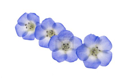 Foto de Flor de nemophila azul aislada sobre fondo blanco - Imagen libre de derechos